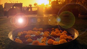 Uma tigela com flores de cravos-de-ouro sobre a grama, com um pôr do sol ao fundo.