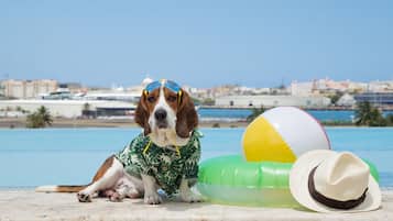 Animaux de compagnie acceptés