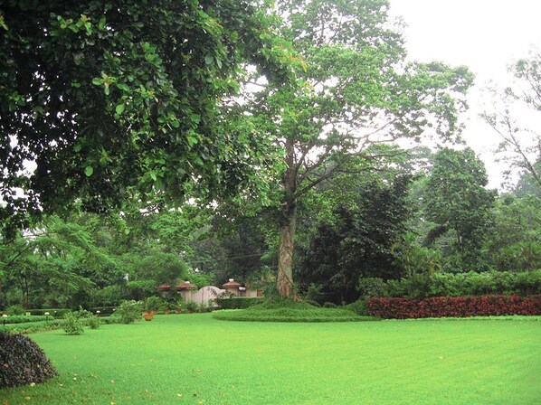 Un exuberante jardín verde con un árbol grande, setos bien cuidados y un cielo despejado.