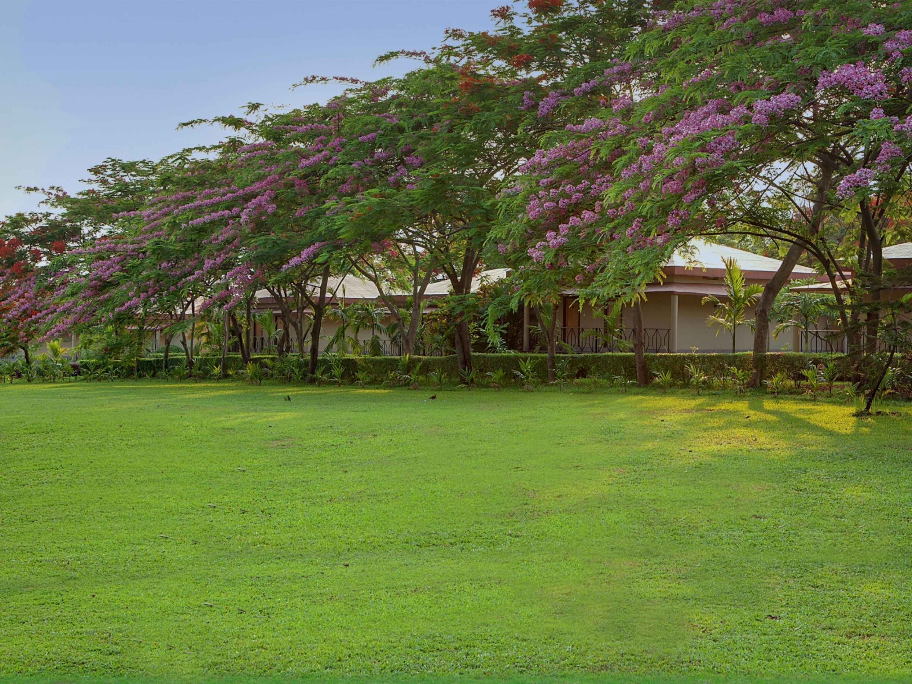 A grassy area with trees bearing purple flowers, a fence, and a building with a red roof in the background.