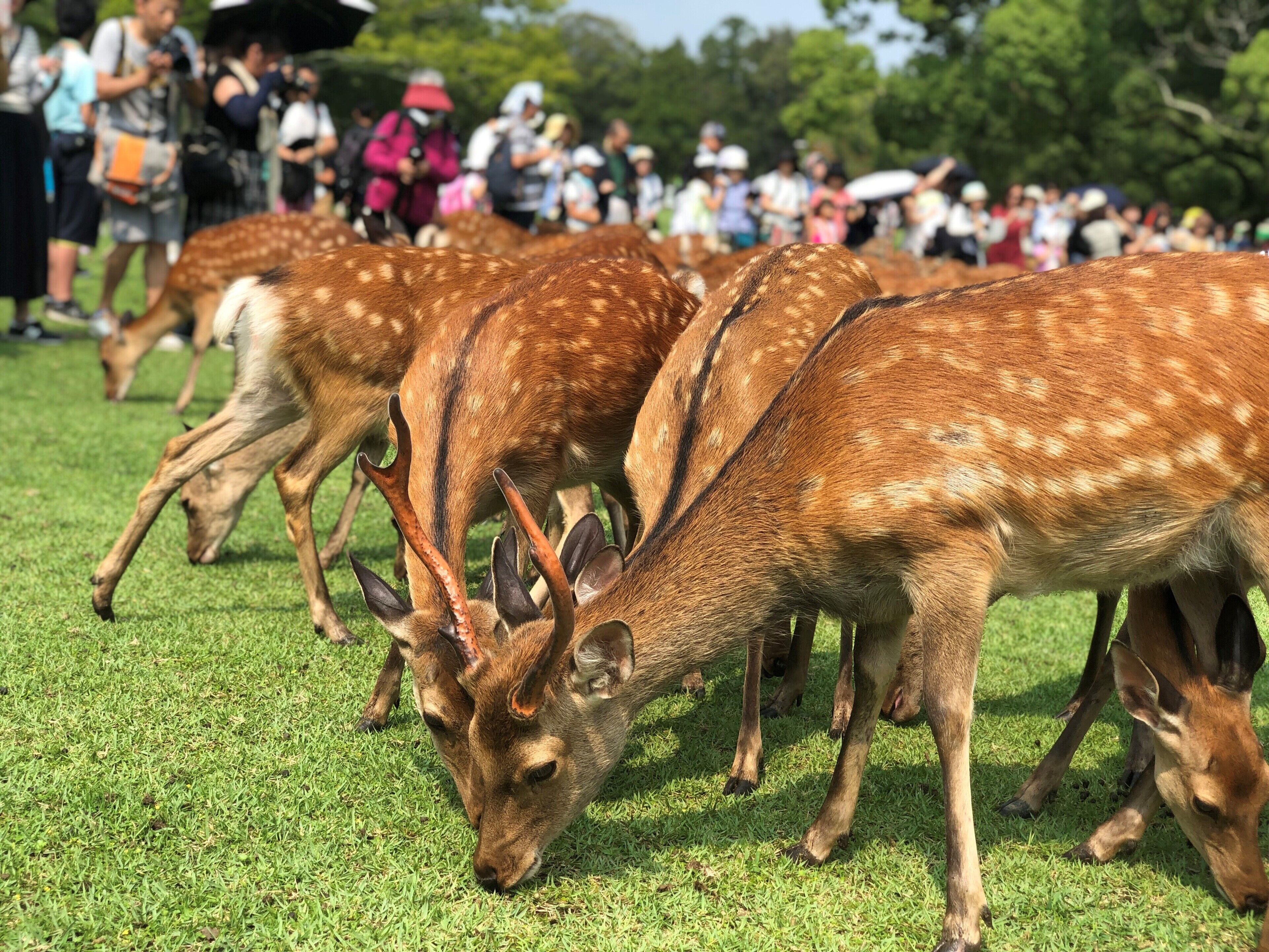 Un groupe de cerfs paissant dans un champ herbeux.