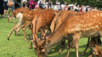 Un groupe de cerfs paissant dans un champ herbeux.