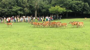 A group of deer in a grassy field with a crowd of people in the background.