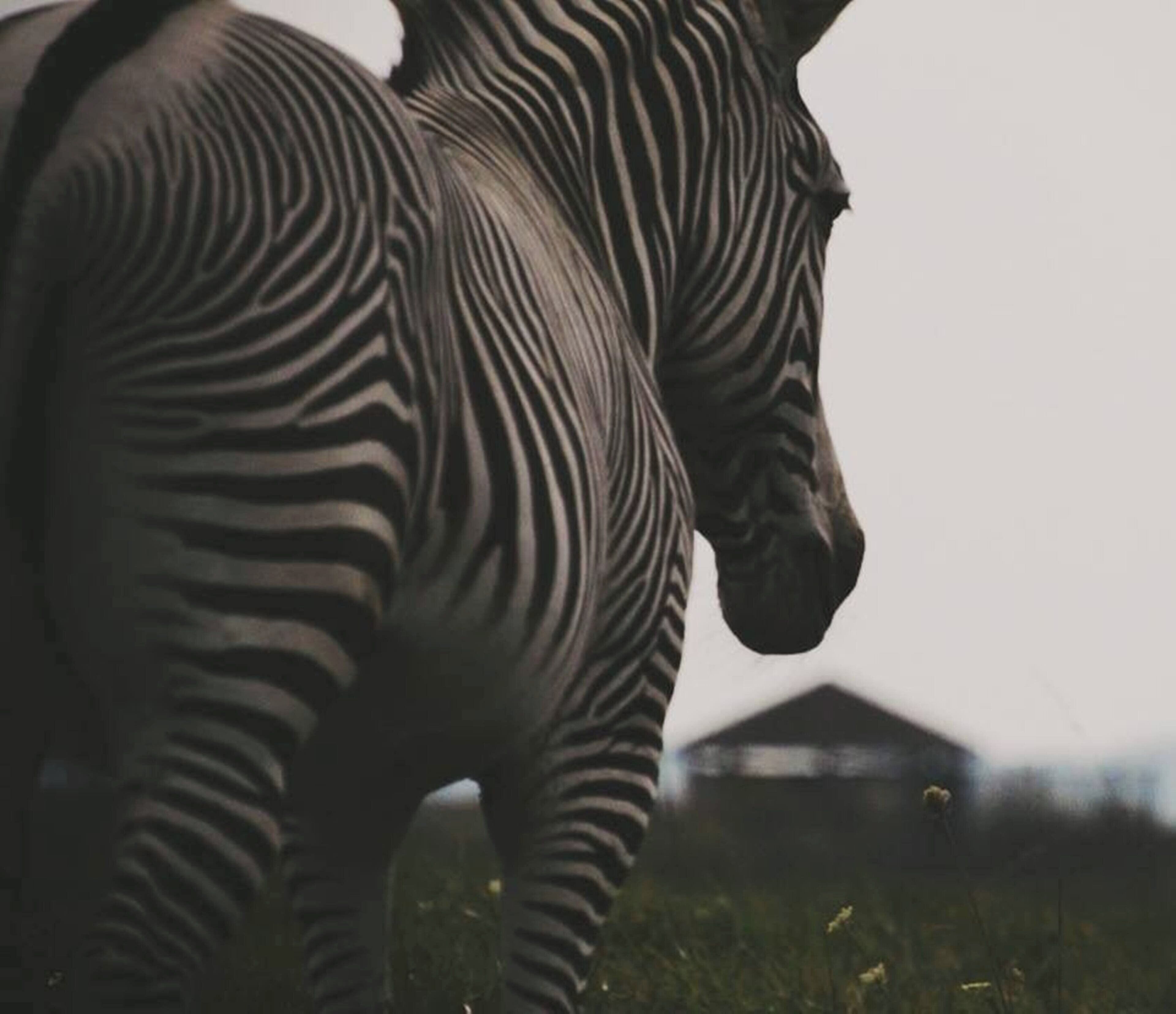 Una zebra in un campo, con un edificio sullo sfondo.