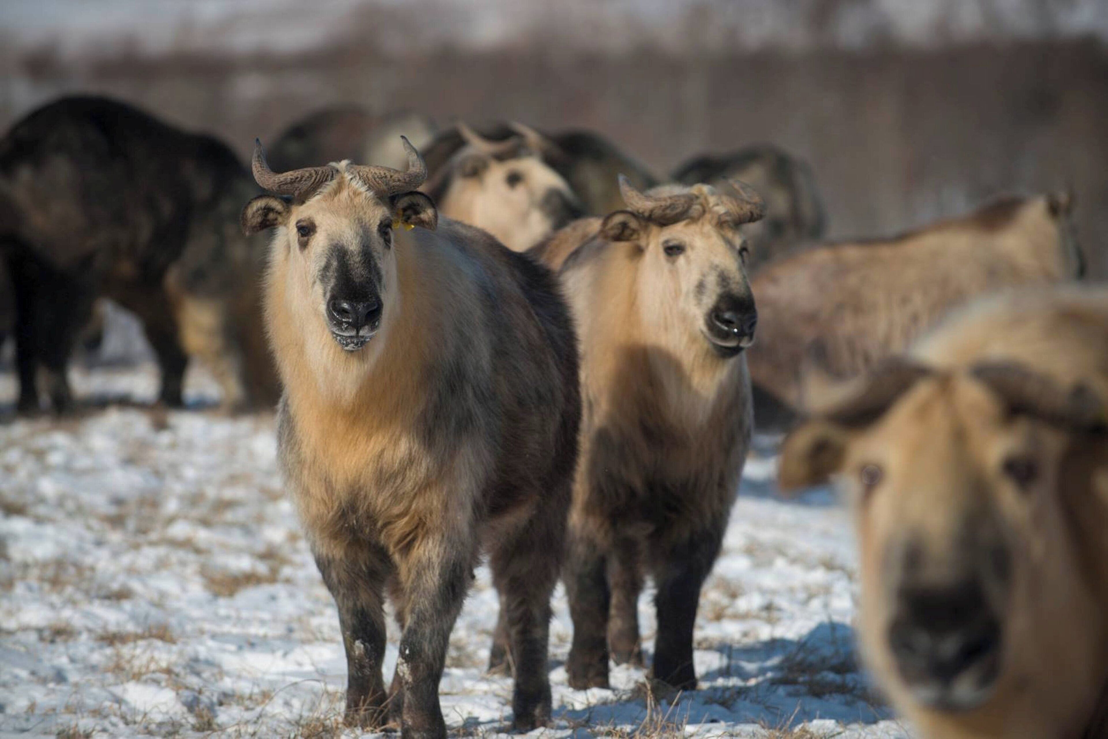 A group of animals in a snowy environment.