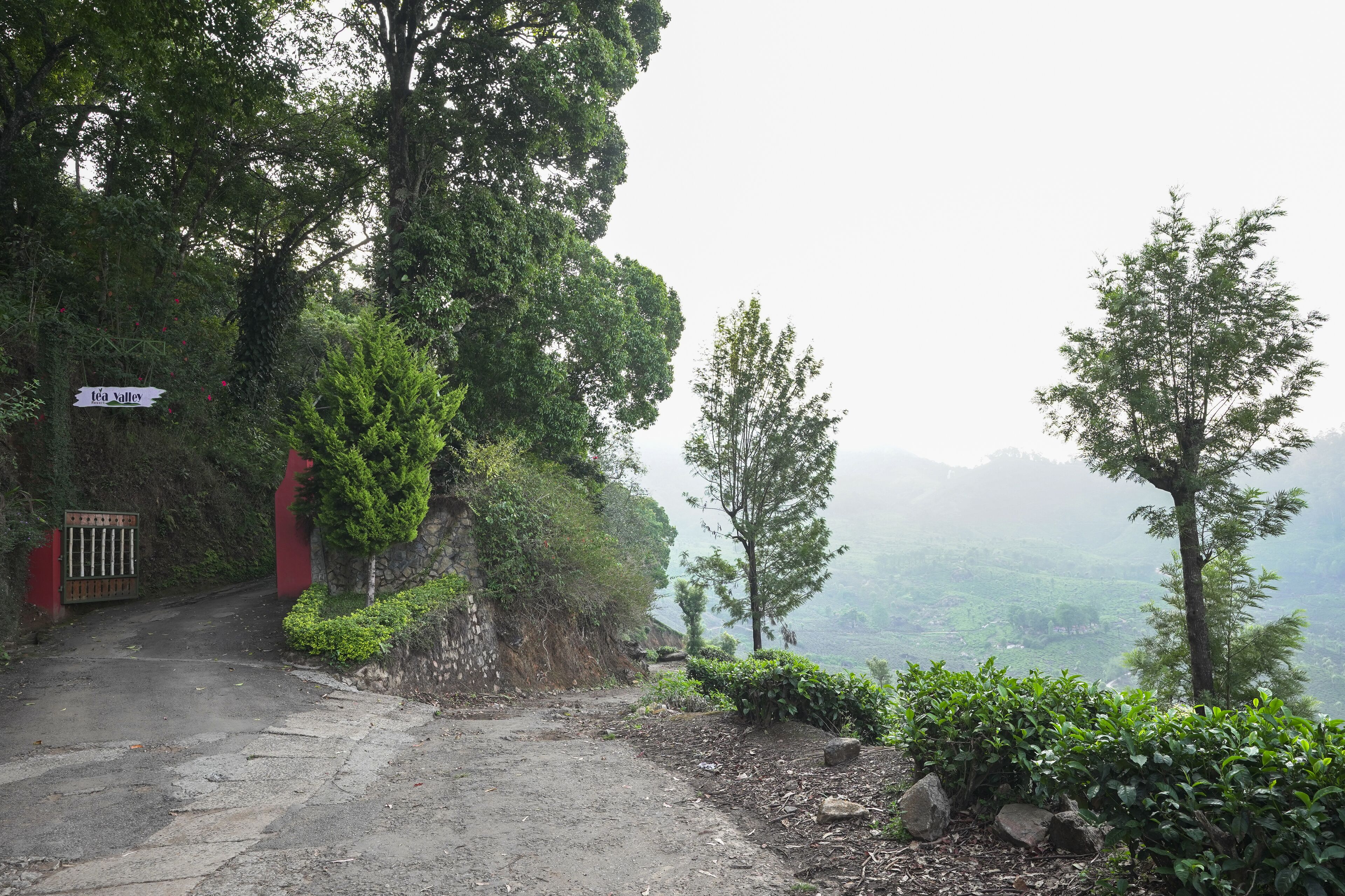 A pathway leading to a gate with a sign reading "Tea Valley."