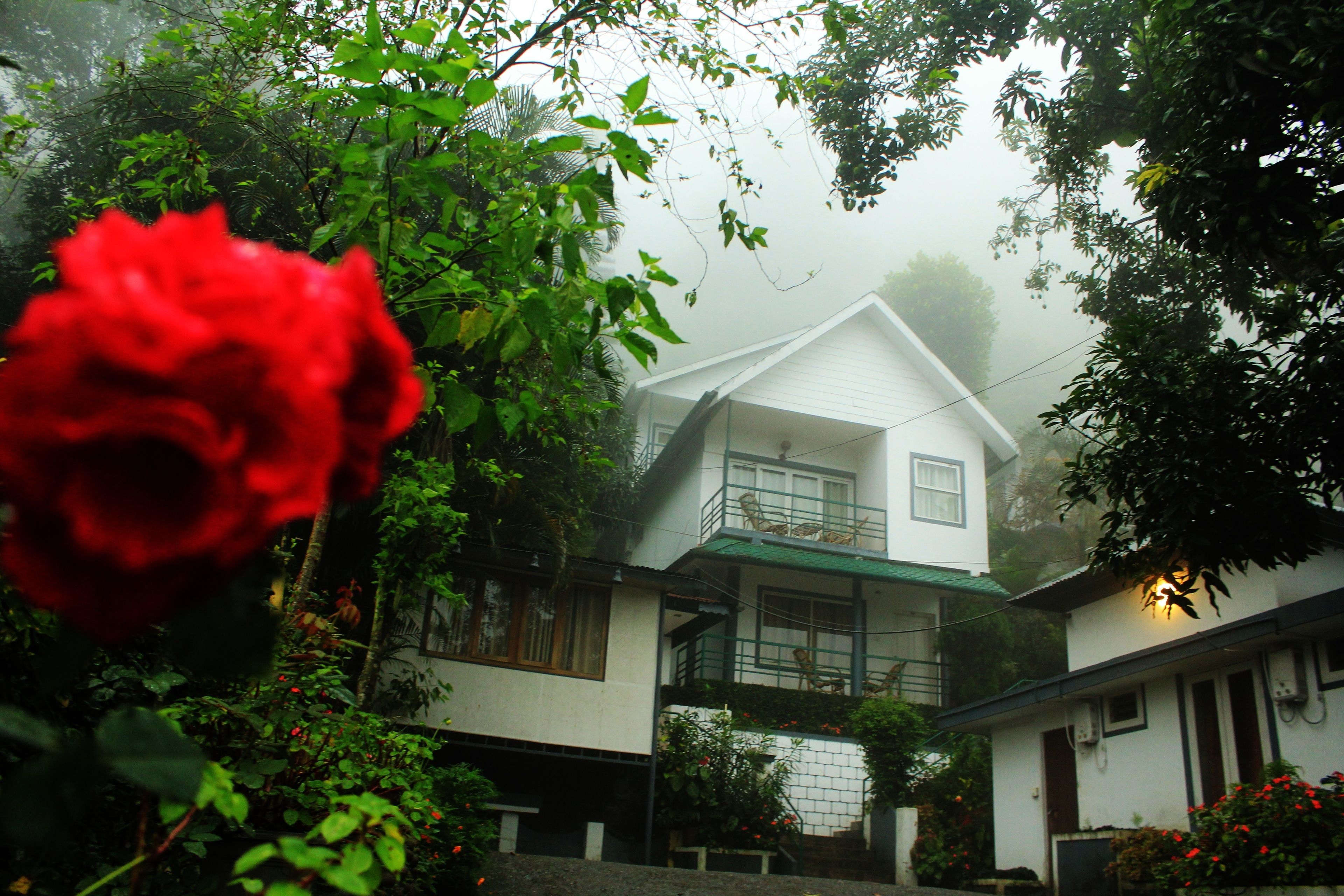 Una casa de dos pisos con un balcón, rodeada de exuberante follaje y una rosa roja destacada al frente.
