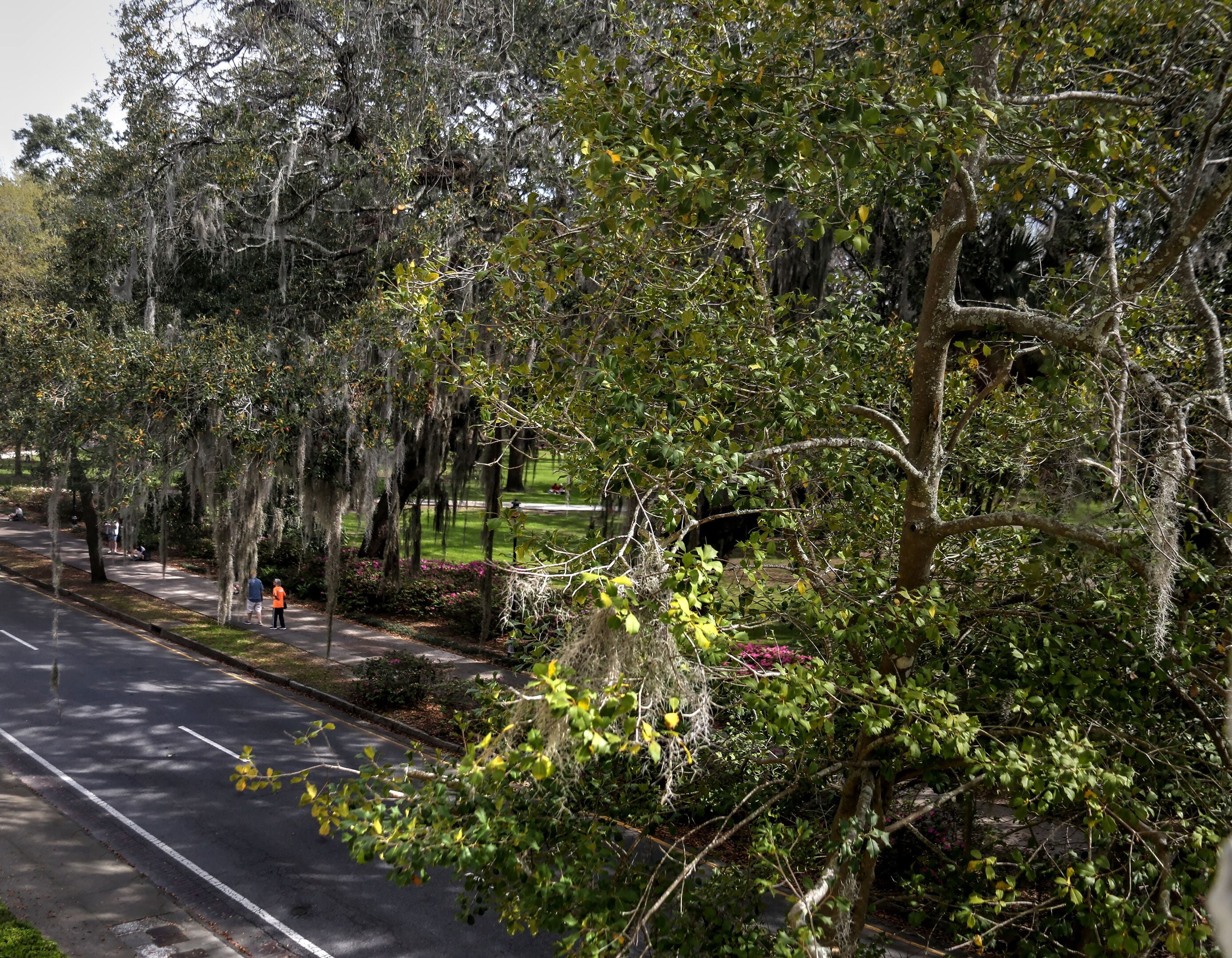 A tree-lined street with a sidewalk and a road.