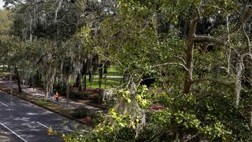 A tree-lined street with a sidewalk and a road.
