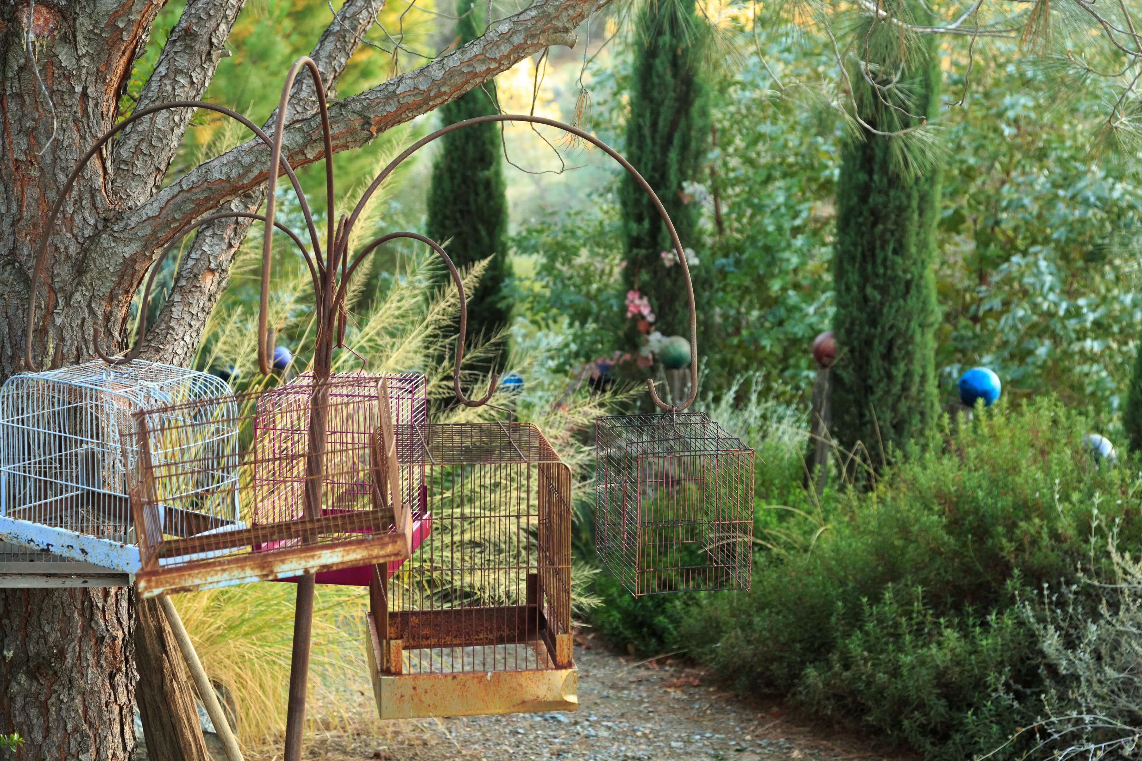 Birdcages hanging from a tree in a forested area.