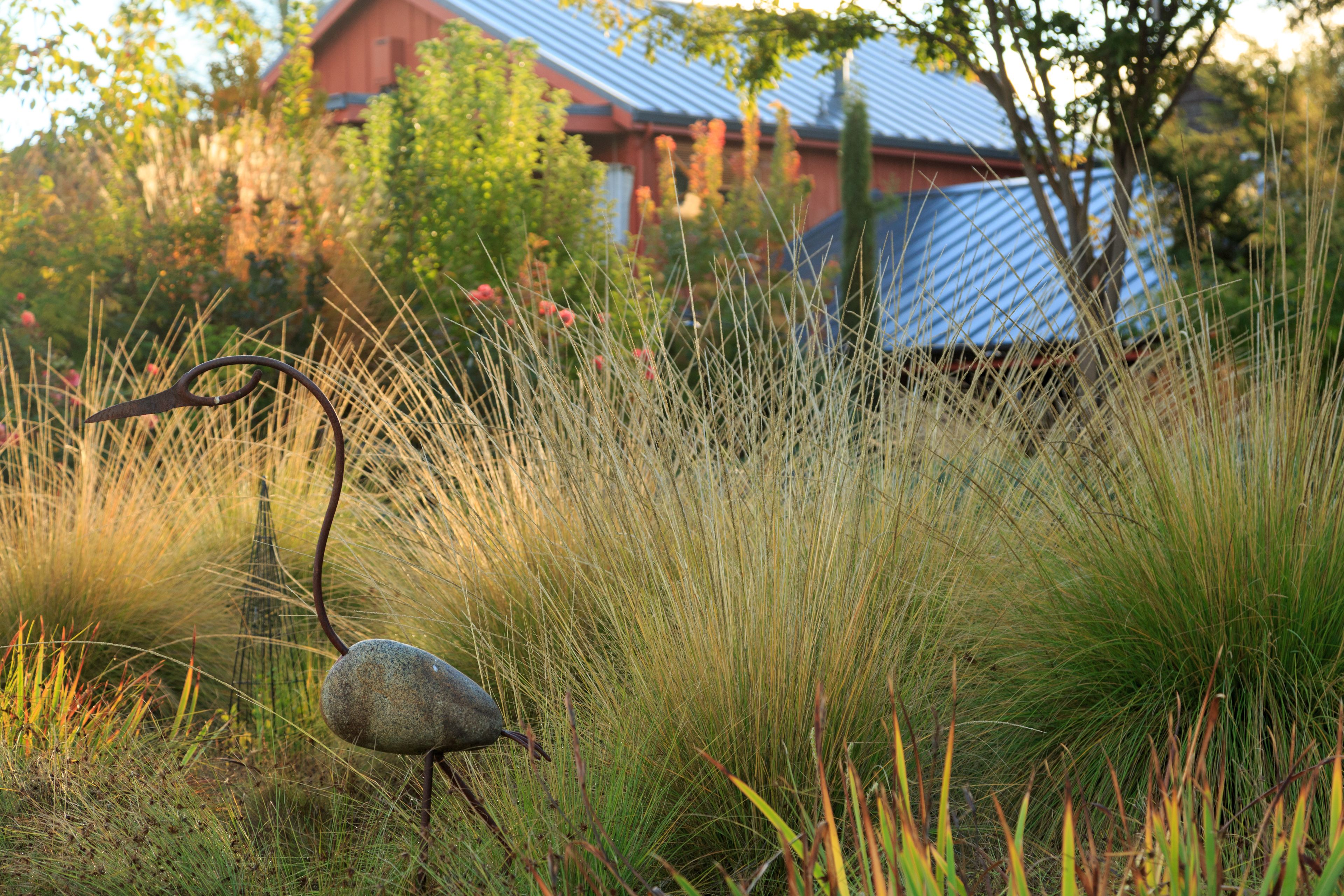 A bird on a rock in a grassy field with a house in the background.