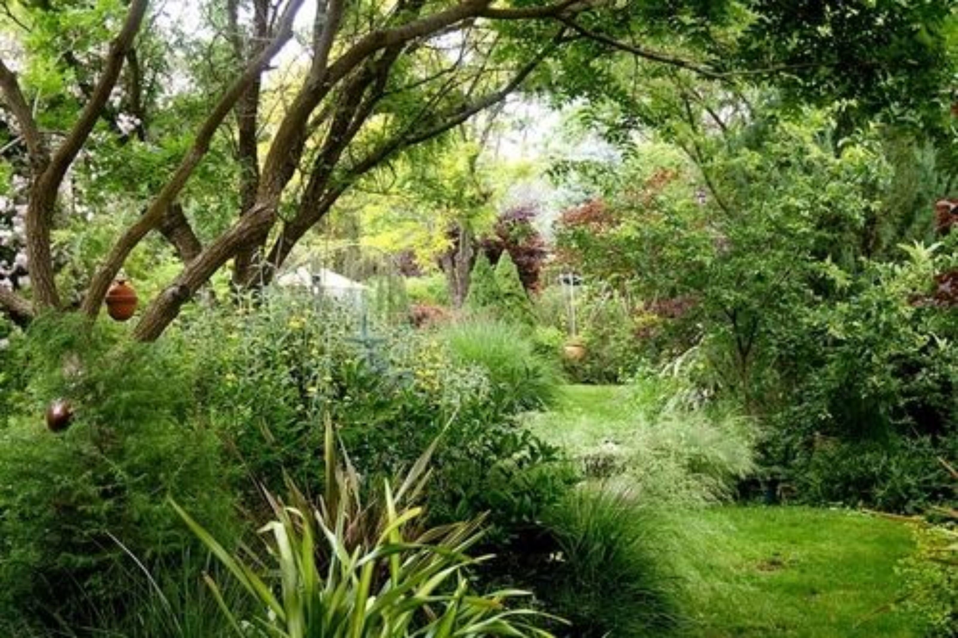 Een weelderige tuin met diverse planten en bomen.