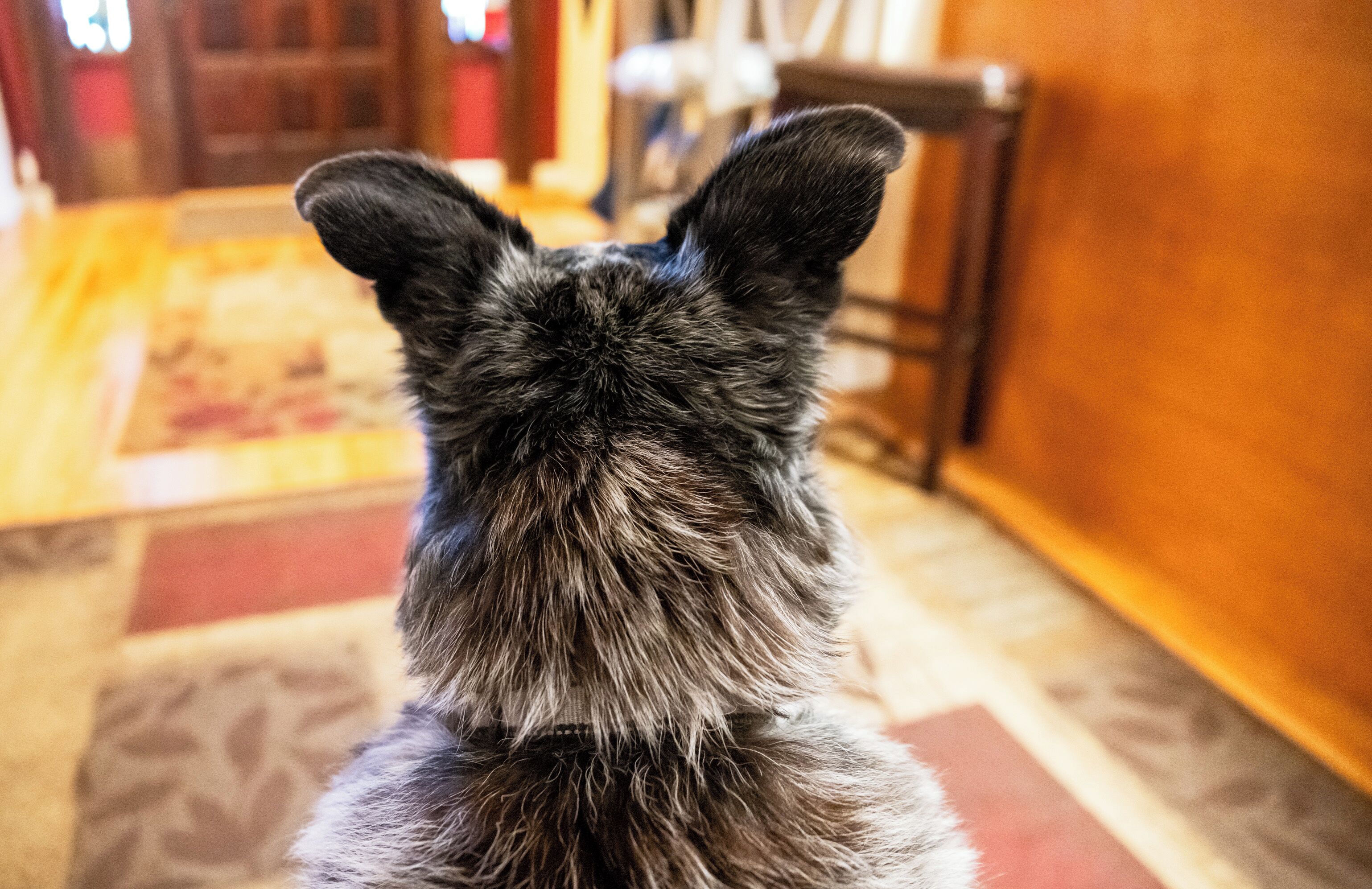 A dog with a dark coat, standing indoors with a wooden floor and a patterned rug.