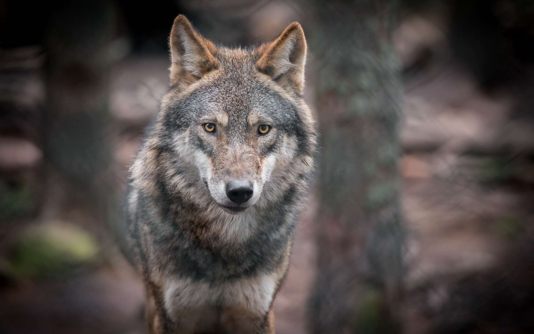 Een wolf in een boslandschap.