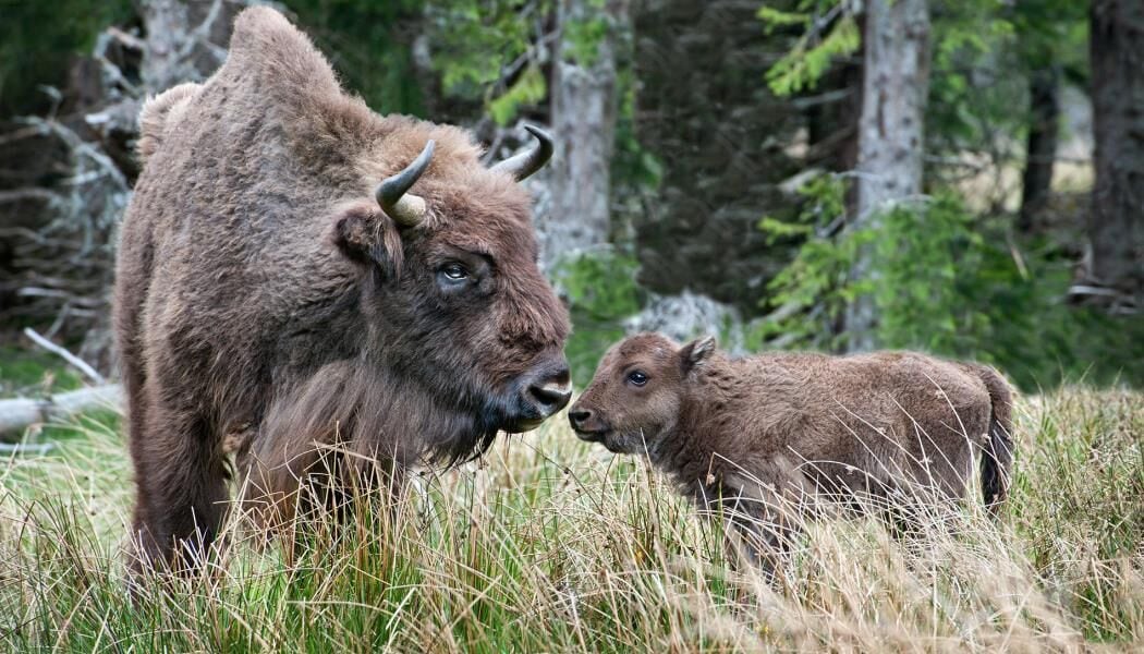 A bison in a grassy field with trees in the background.