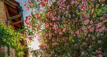 Casanova di Pescille