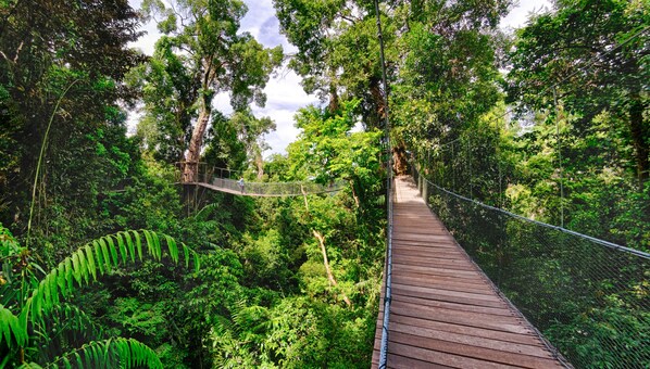 Un puente colgante de madera en un bosque frondoso con una red de seguridad.