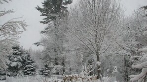 Un paysage enneigé avec des arbres et une clôture.