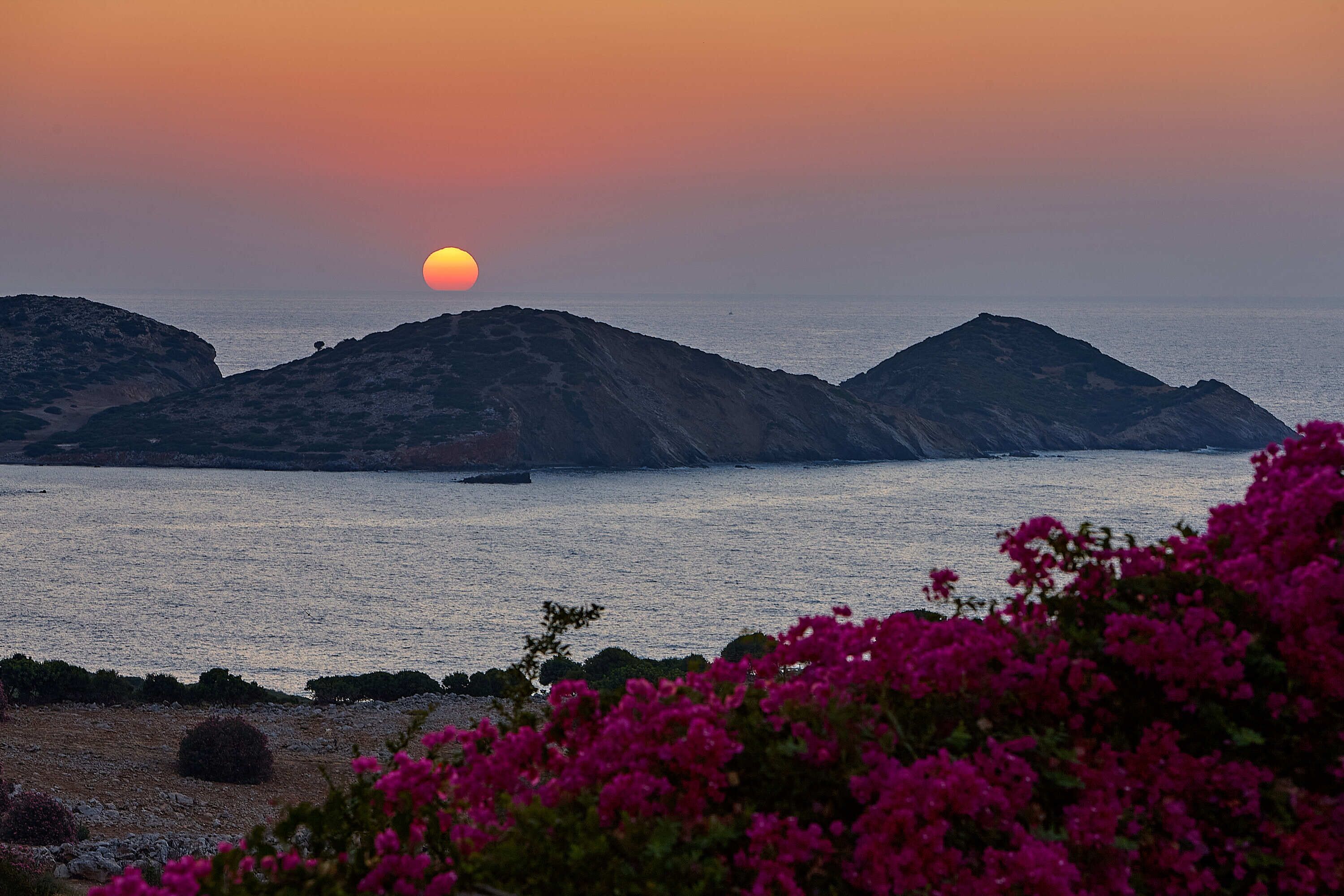 Un paisaje costero con un atardecer sobre el mar, terreno rocoso y flores rosadas en primer plano.