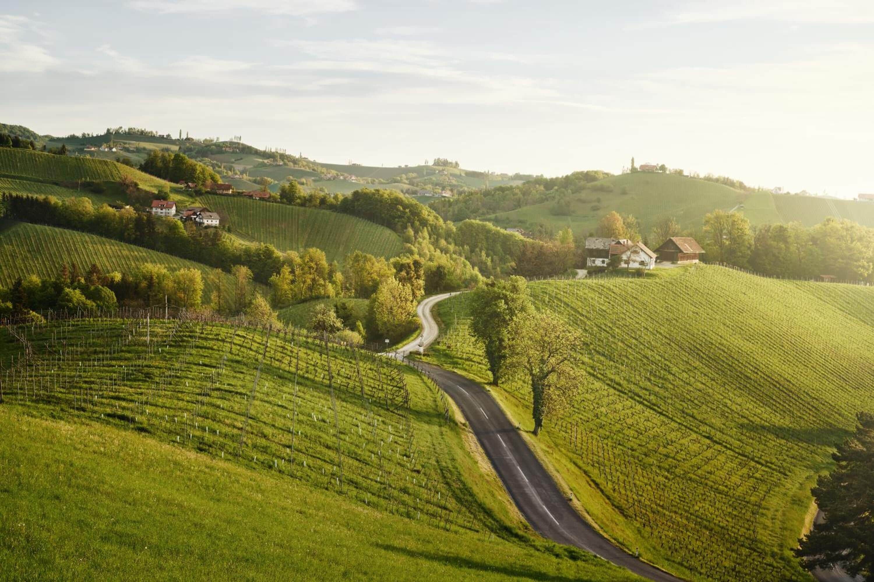 Paesaggio rurale con dolci colline, vigneti e una strada tortuosa.