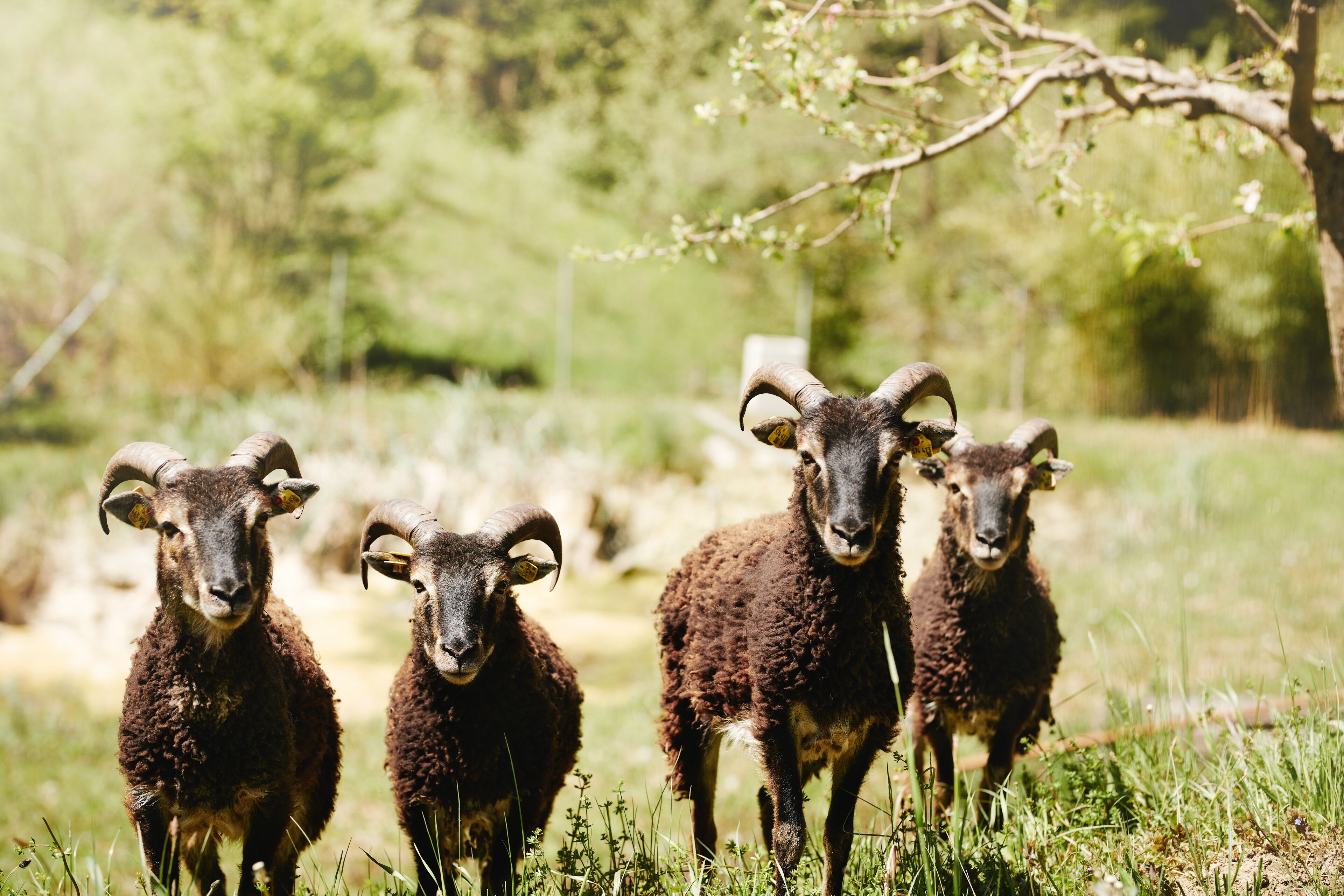 A group of four sheep with curved horns in a grassy field.
