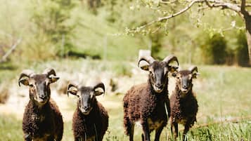 A group of four sheep with curved horns in a grassy field.