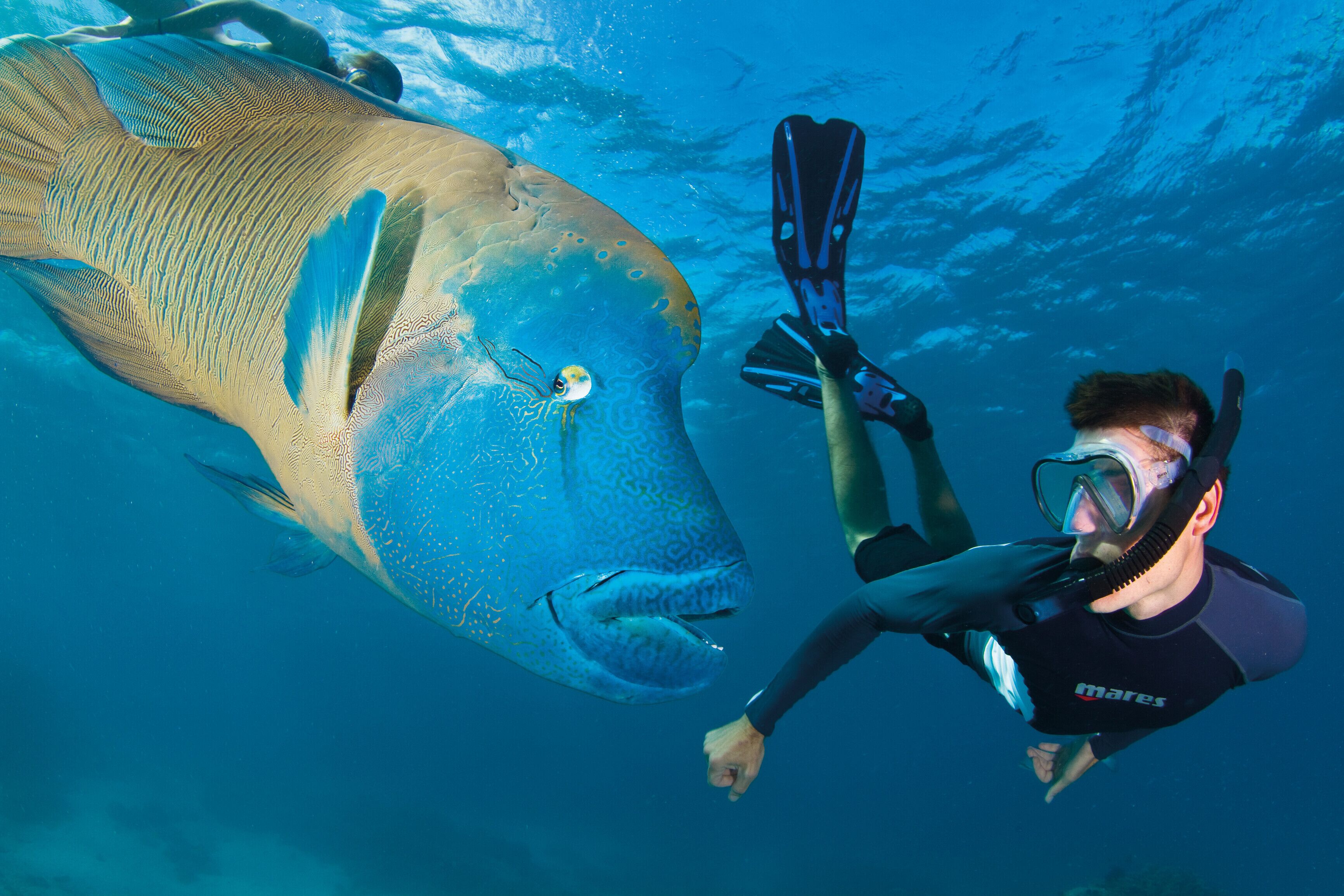 A diver swimming near a large fish, possibly a whale shark, in clear blue water.