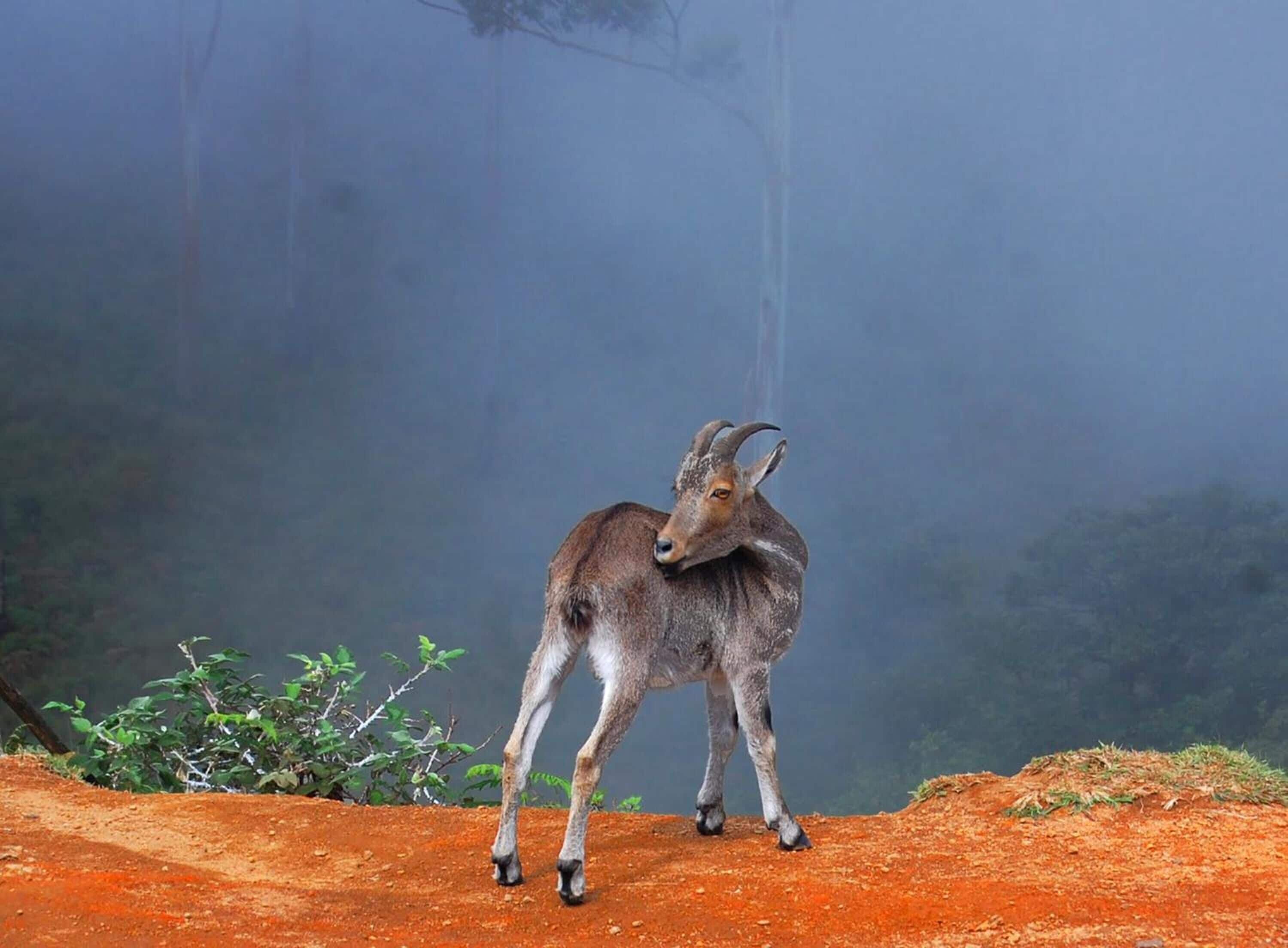 A goat standing on a dirt path with a forested background.