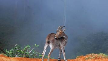A goat standing on a dirt path with a forested background.