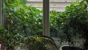 A view through a window with various indoor plants, a building with classical architecture, and a window with white frames. - Aparthotel Karmel (Kraków)