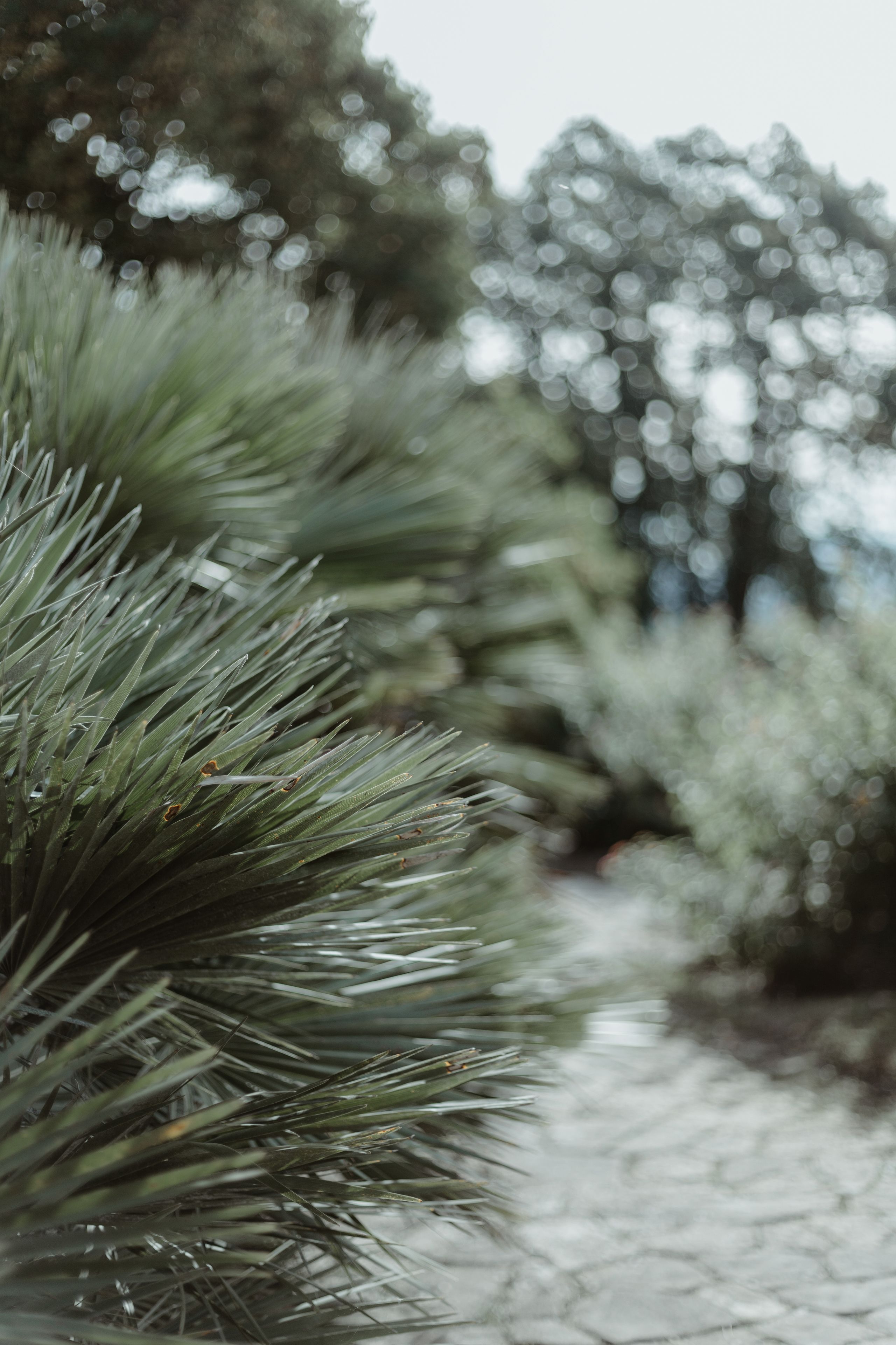 classic single room, garden view (in the castle) | garden