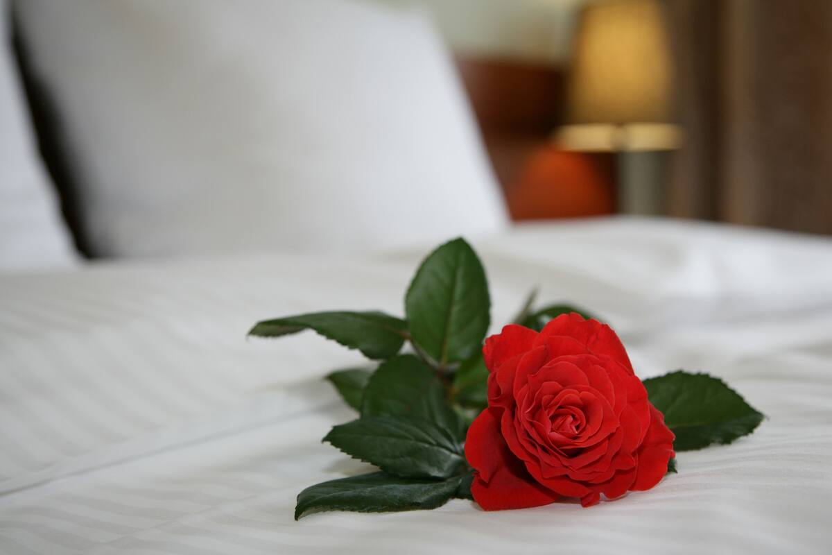 A single red rose on a white bedspread in a hotel room.