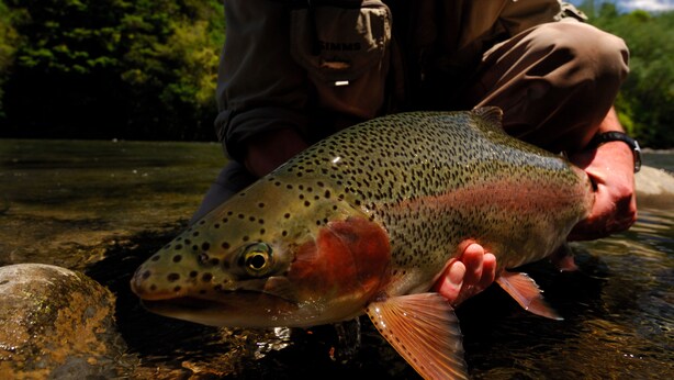 A person holding a large fish in a natural setting.