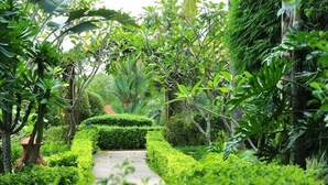 A lush garden pathway surrounded by dense greenery and various plants. - Golden Pine Resort (Chiang Rai)
