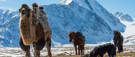 Un camello y caballos en una zona montañosa nevada con un gran pico al fondo.