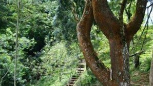 Uma escadaria de madeira serpenteia subindo uma colina, cercada por vegetação verde exuberante.