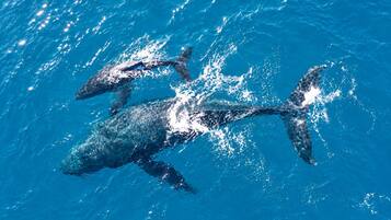 A large whale swimming in clear blue water.