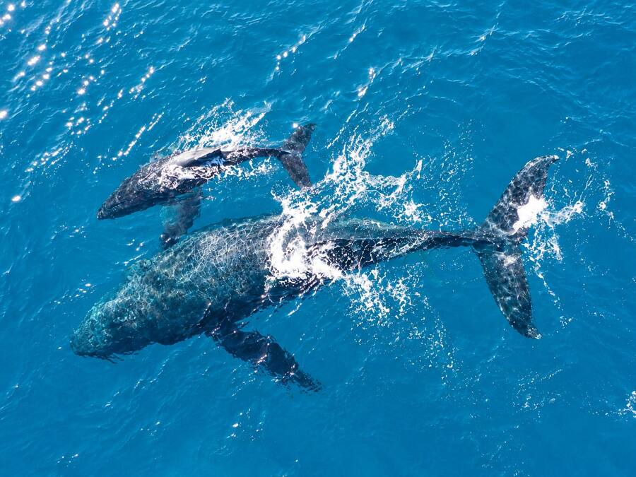 A large whale swimming in clear blue water.