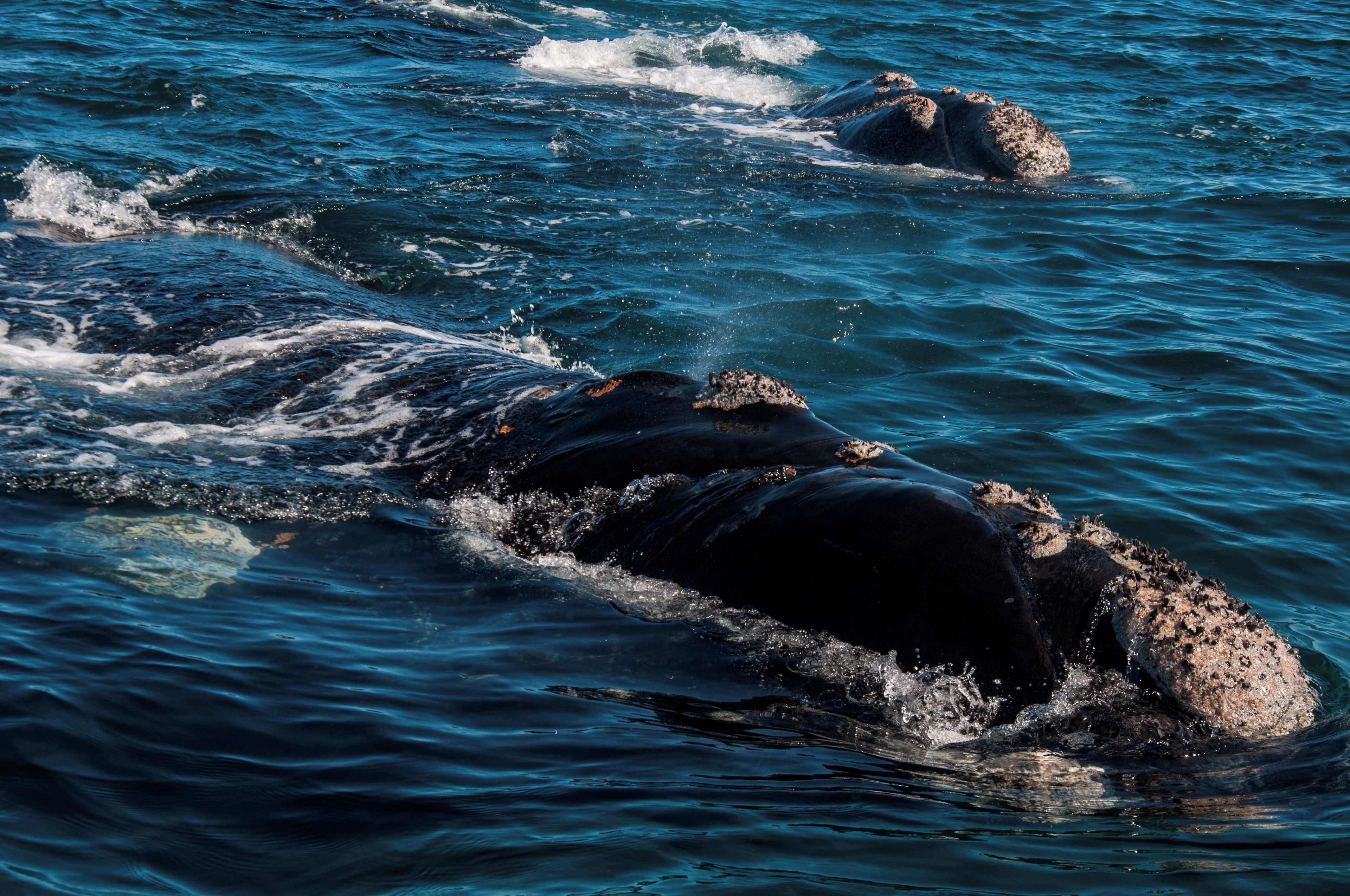 Una gran ballena emergiendo del océano.