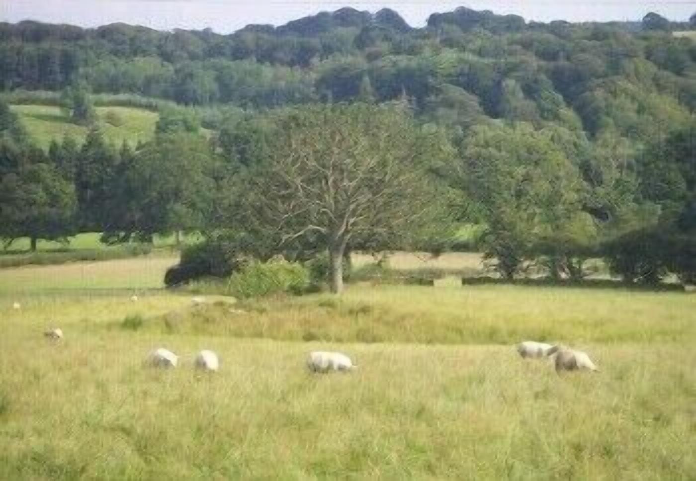 A grassy field with a few sheep grazing and a tree in the center.