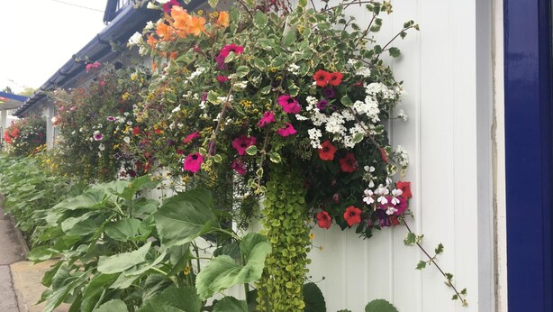 A white building with a blue door and a wall covered in various flowering plants. - Penny Farthing Hotel (Lyndhurst)