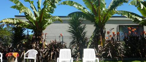 A poolside area with white lounge chairs, large banana trees, and a building with a gray facade.