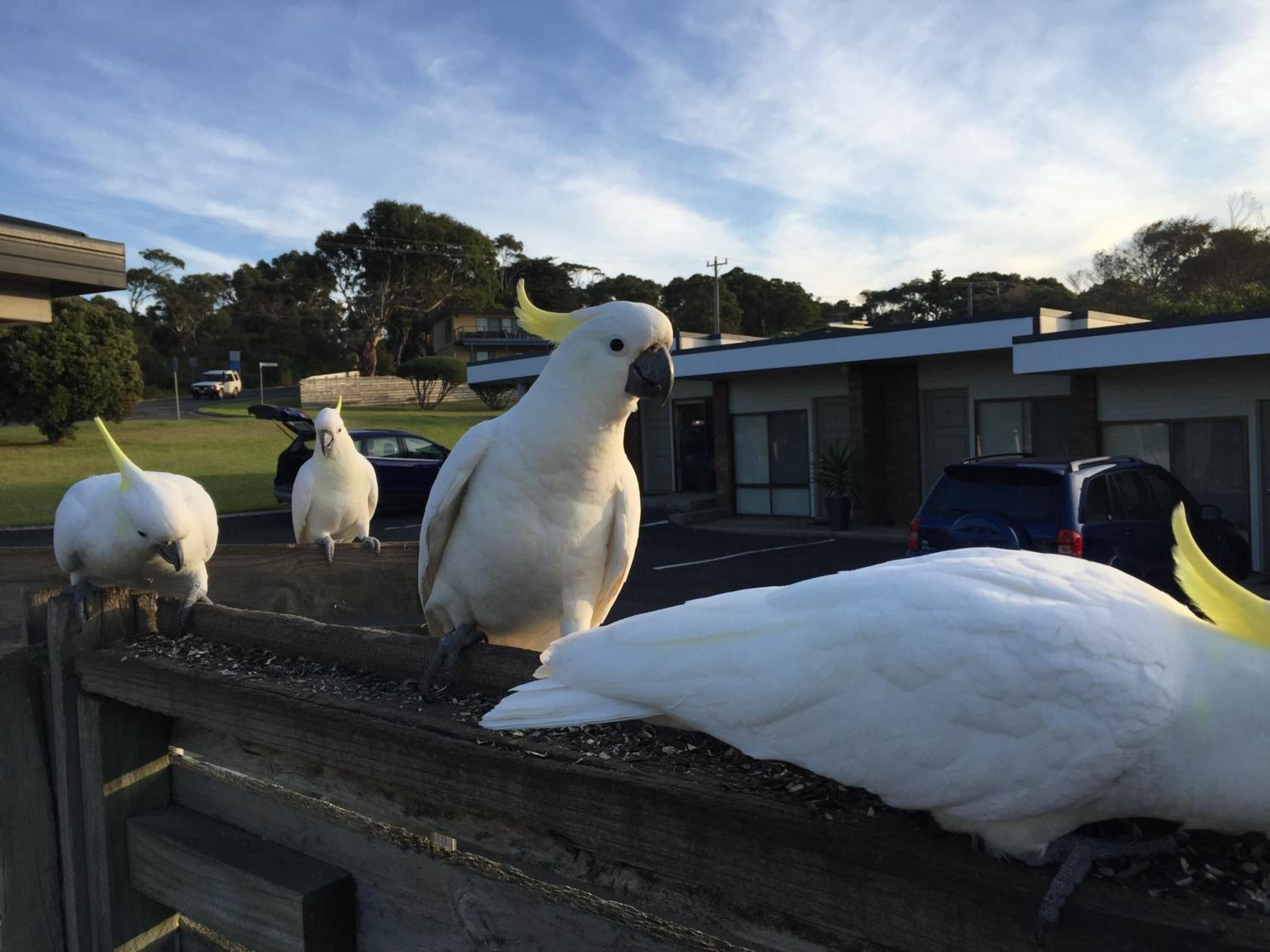 A group of white cockatoos perched on a wooden railing in a parking lot with buildings and cars in the background.
