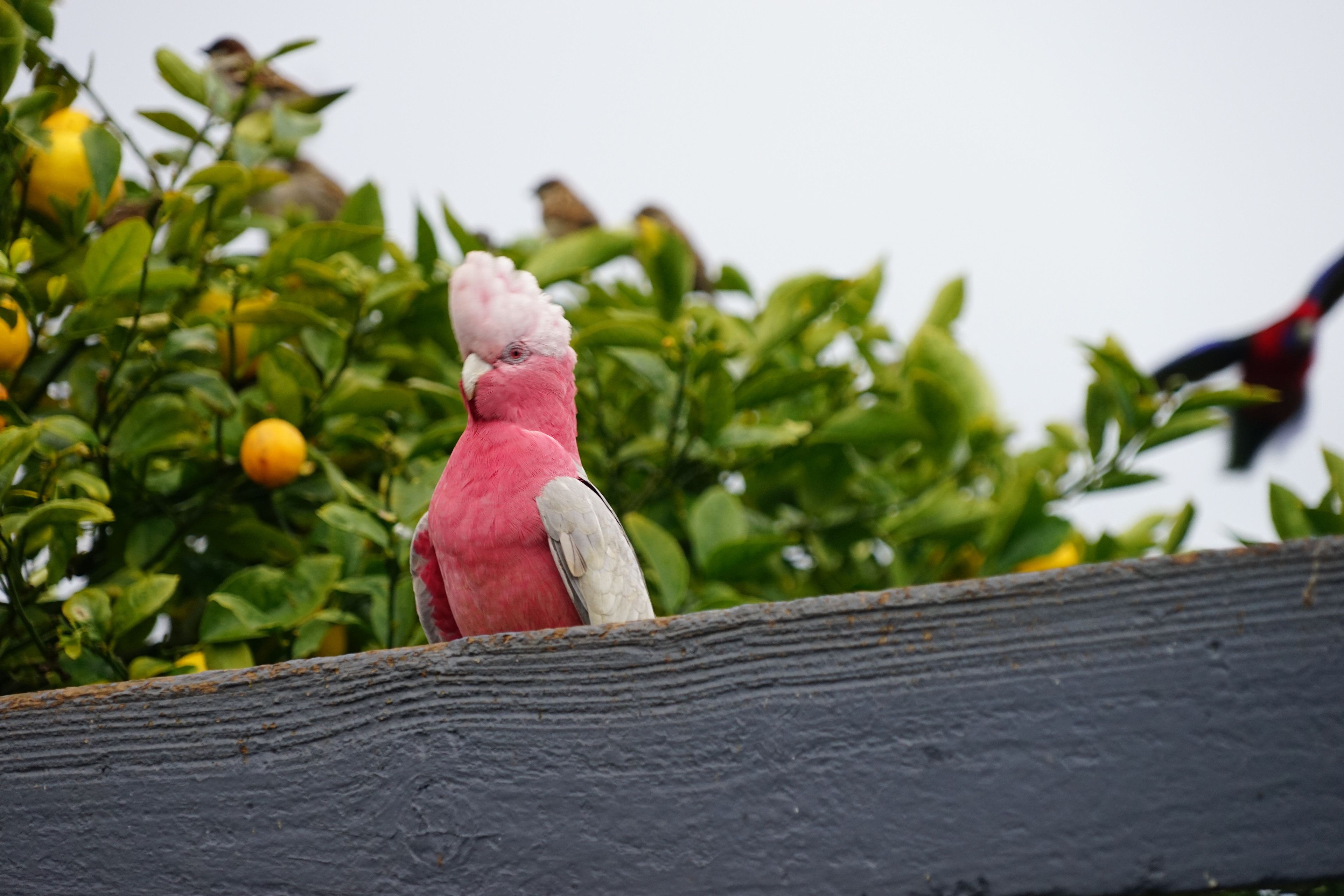 A pink bird perched on a wooden fence with green foliage and yellow fruits in the background.