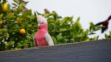 A pink bird perched on a wooden fence with green foliage and yellow fruits in the background.