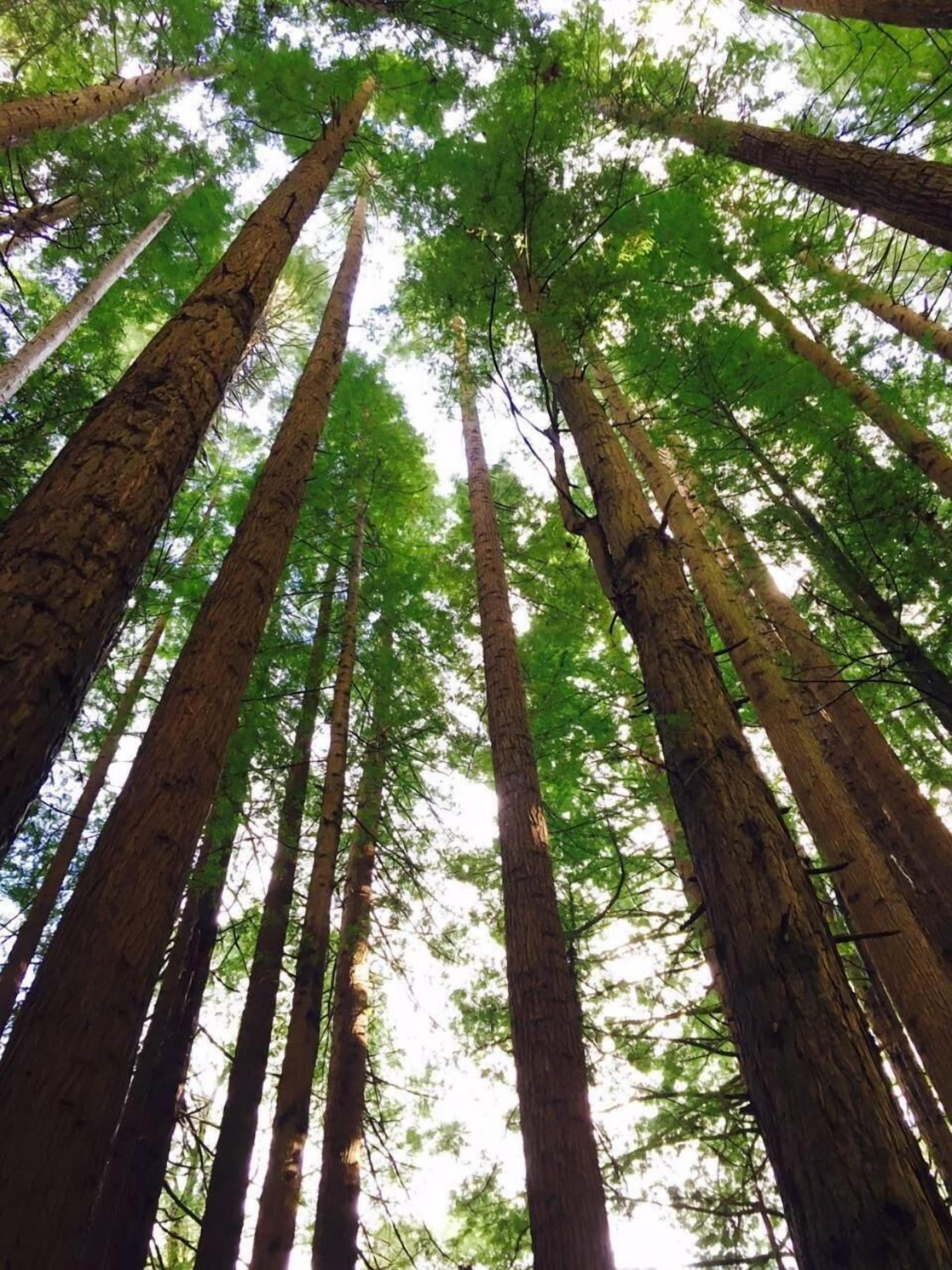 Tall trees with a view of the sky through the canopy.