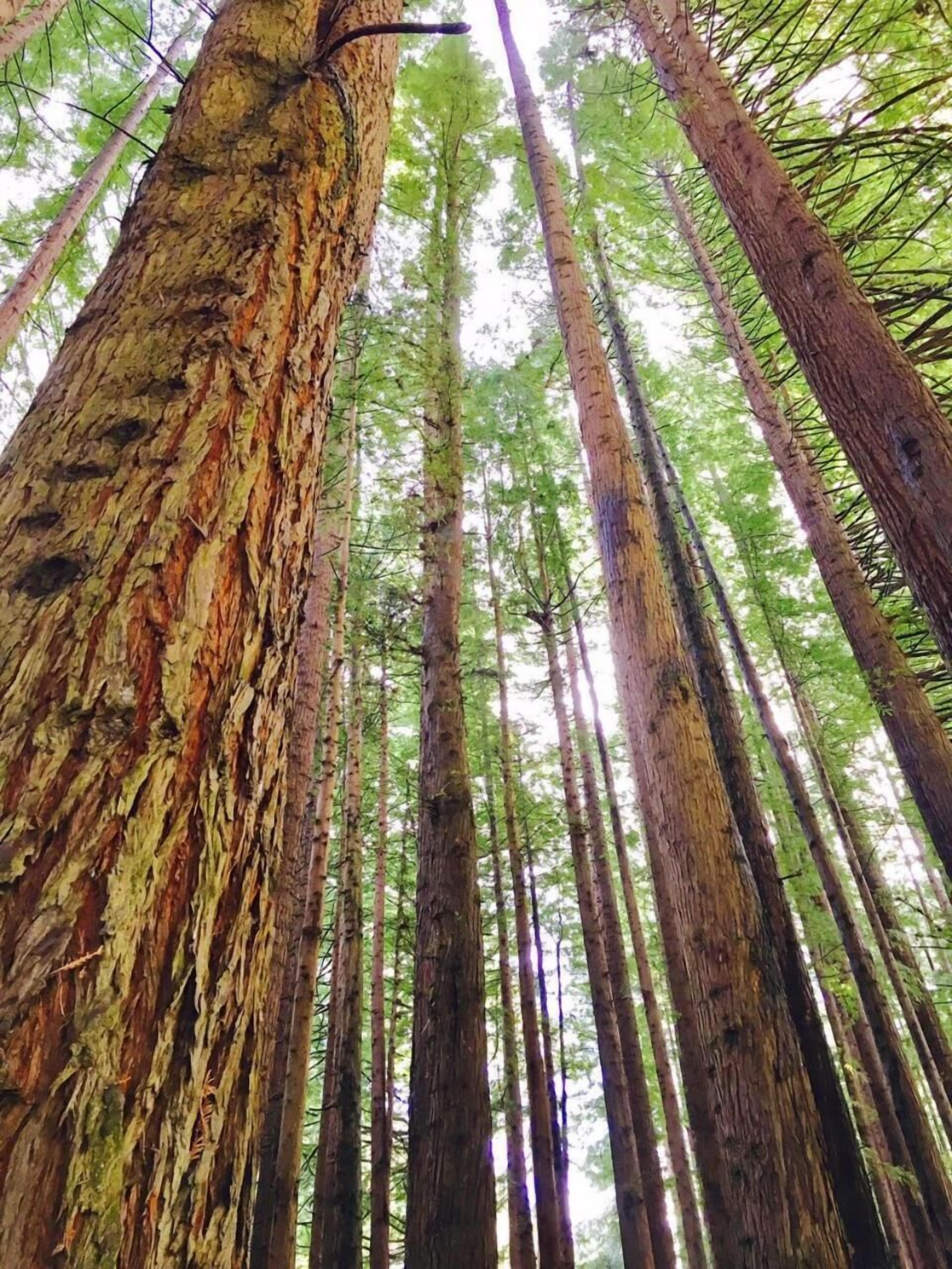 A tall tree with rough bark and a dense forest of similar trees in the background.