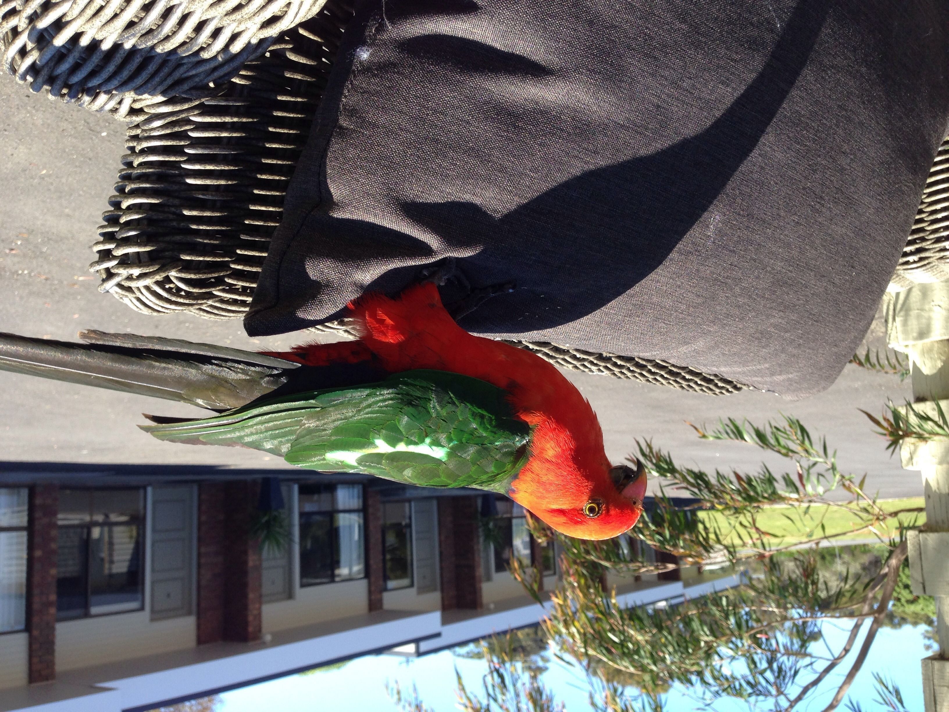Un oiseau était perché sur une chaise, avec une maison en arrière-plan.