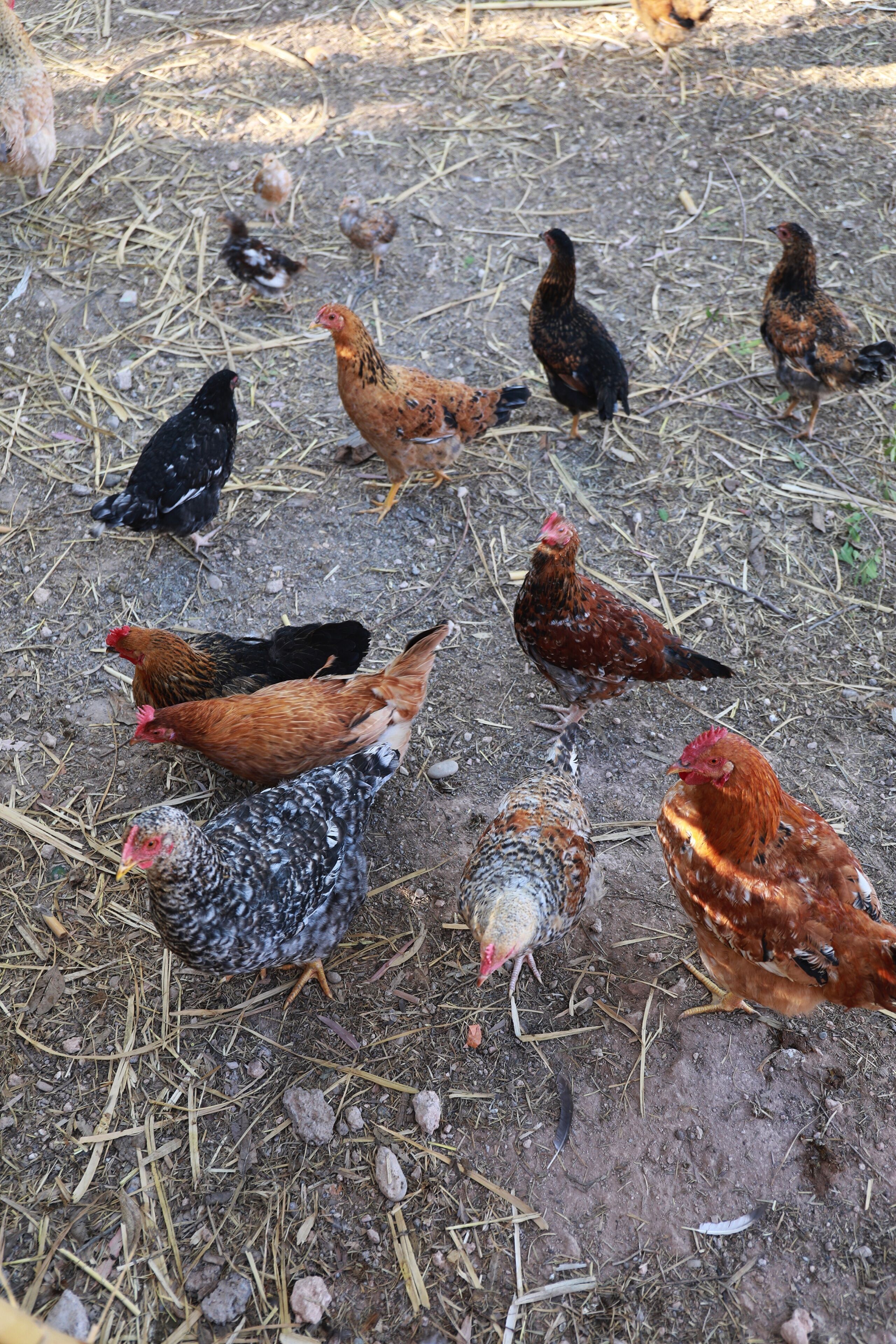 Foto - Villa Al Assala Palmeraie