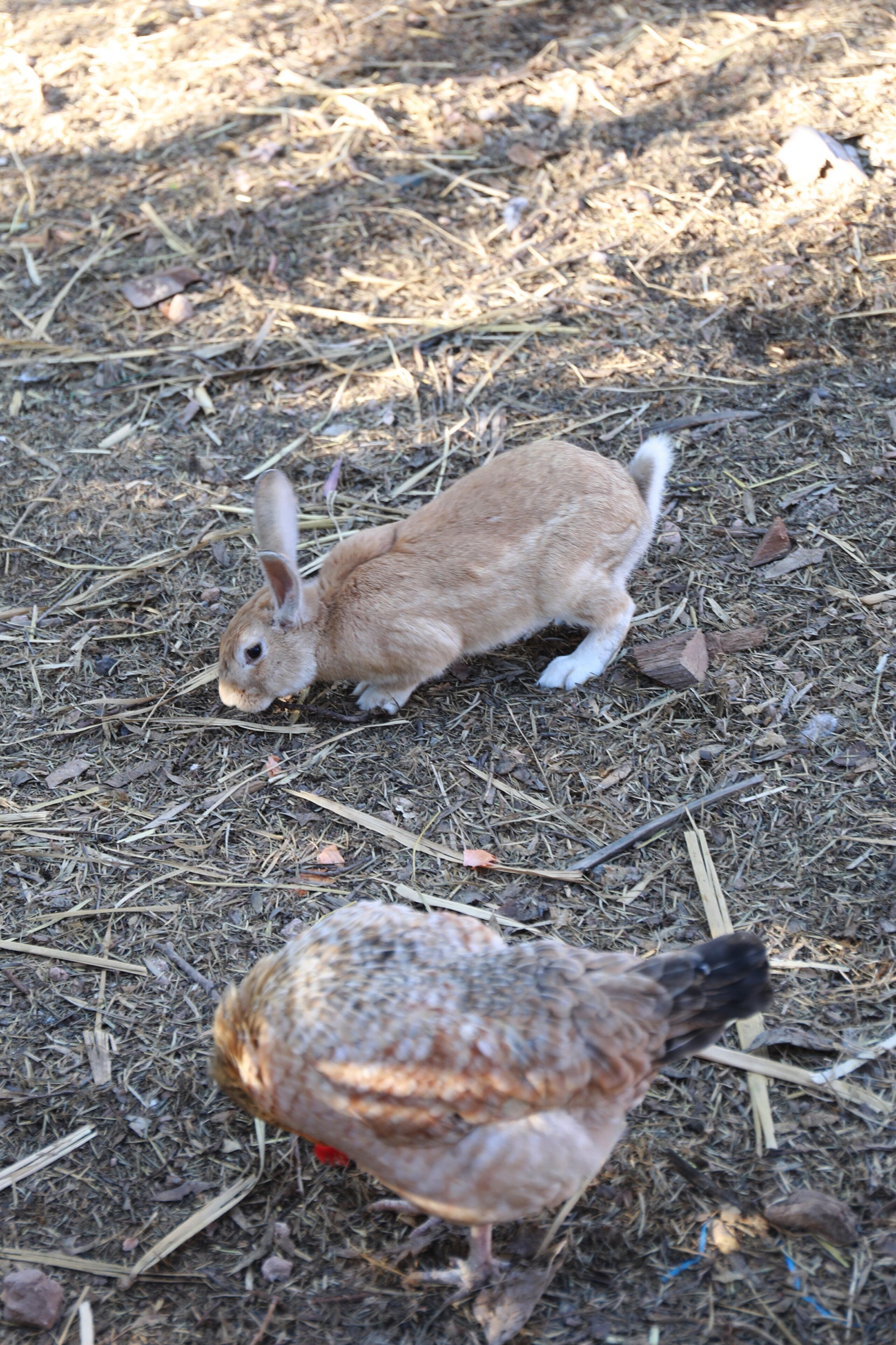 Foto - Villa Al Assala Palmeraie